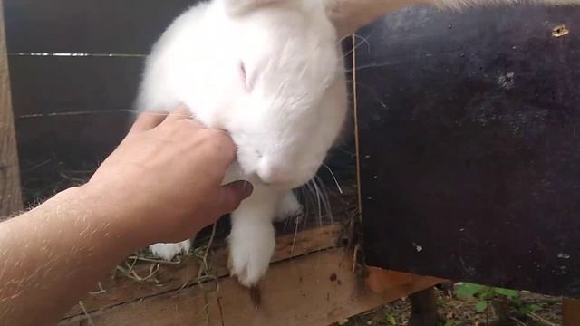Вес кролика в 4 месяца смотреть онлайн
