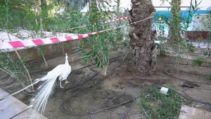 Самый первый отель в Шардже Coral Beach Resort Sharjah
