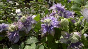 Clematis Diamantina™