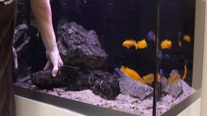 The Instant Aquascape! Planted Malawi Cichlid Aquarium