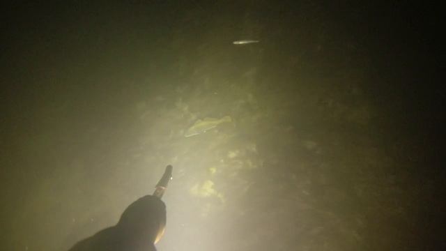 Наше черное море. Подводная охота ночная 2021 год ноябрь. Краснодарский край:) смотреть онлайн