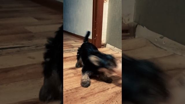 собачка в деле