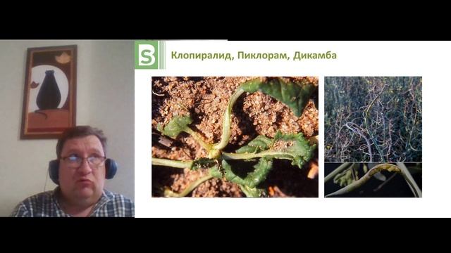 Технология возделывания РАПСА 2020