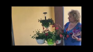 ФУКСИЯ ЛЕТОМ  БАЛЕРИНКИ В МОЕМ САДУ