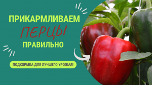 ВЫРАЩИВАЕМ ПЕРЦЫ ПРАВИЛЬНО: КОГДА И КАКУЮ ДАВАТЬ ПОДКОРМКУ?