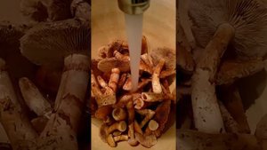 ПАУТИННИК ТРИУМФАЛЬНЫЙ.Cortinarius triumphans.