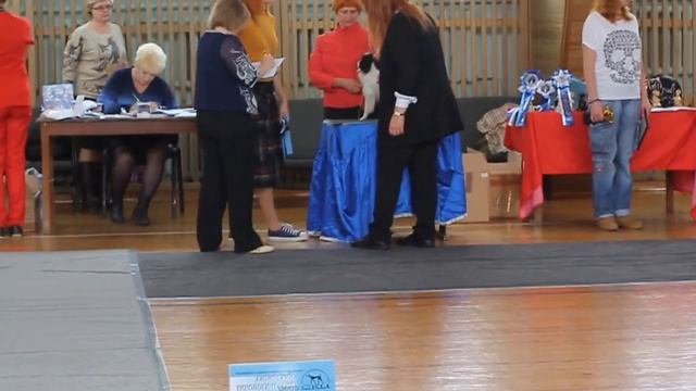 22.10.16. Моно папийон/фален. Сука фален юниорка. смотреть онлайн