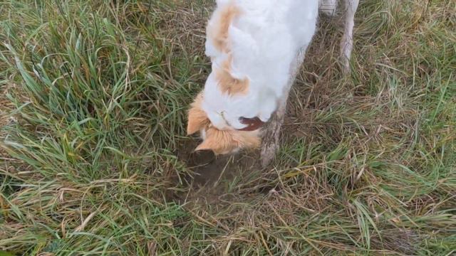 Autumn days 9. Русская псовая борзая  Borzoi