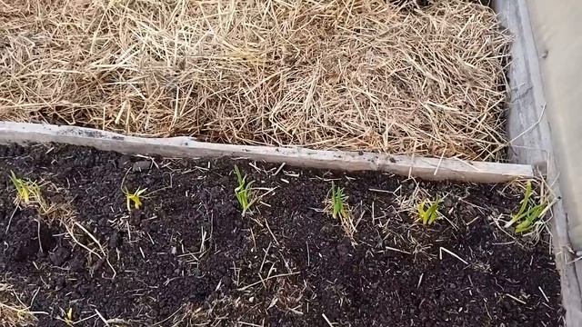 ЧЕСНОК на моём огороде! /ВАЖНО/ Первая подкормка и обработка. смотреть онлайн