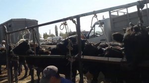 СОКУЛУК МАЛ БАЗАРЫ / БУКАЛАР ЖАНА КОЙЛОР Кыргызстан