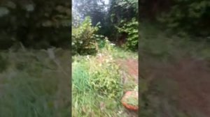 Бензиновый триммер Husqarna 331R, злая машинка))