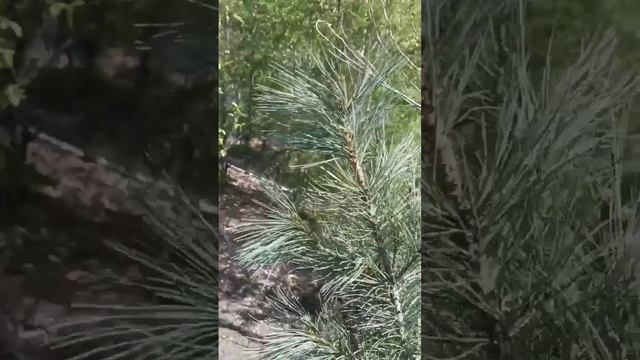 Лето на Колыме. Стланник в тополях. Берег Реки Берелех смотреть онлайн