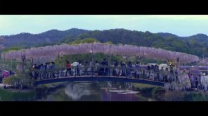 Amazing Wisteria at Ashikaga Flower Park【足利フラワーパーク 藤まつり】2016-4-30 Lumix DMC-FZ1000