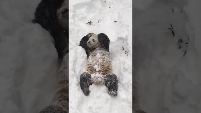 Tian Tian in the Snow Jan. 23, 2016