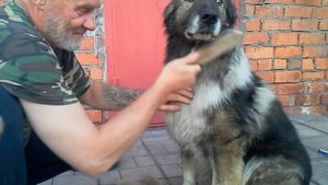 Как правильно вычёсывать собачью шерсть.