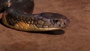 КОБРА ПРОТИВ МАМБЫ. КТО ПОБЕДИТ В ЭПИК БИТВЕ?