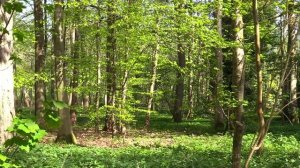 5 часов красивого пения соловья - Лучшие песни птиц - Пение соловья для отдыха, сна