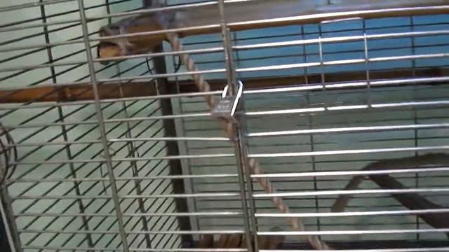 Киев. Выставка "Джунгли-парк" (часть 9) смотреть онлайн