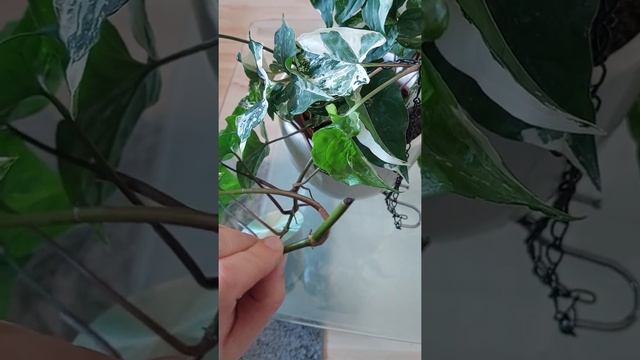 Meine Syngonium albo variegata wächst wie verrückt, Ableger,Wurzeln