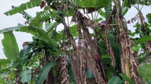 Как растут бананы в Таиланде?