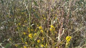 Не раскрывайте зонтик дома... приметы про зонт. Народные приметы и поверья