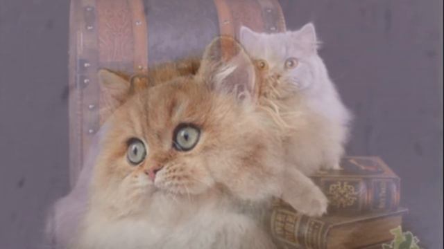 Грациозная и пушистая родственница британских короткошерстных кошек. Британская длинношерстная кошк