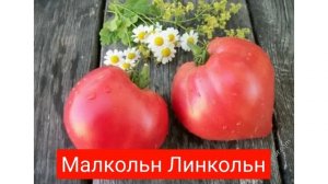 Коллекционные сорта томатов для посевного сезона 2021 Часть-2