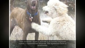Пудель Средние породы собак