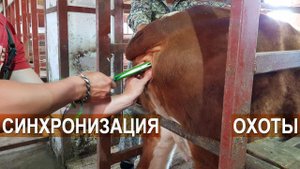 Подготовка коров к искусственному осеменению. КФХ Кирилловых