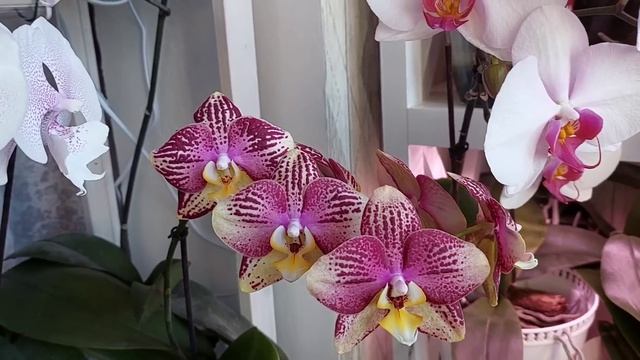 Цветение ОРХИДЕЙ на ЛОДЖИИ в сентябре смотреть онлайн