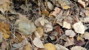 Осеннее черенкование ГОРТЕНЗИИ. Наш эксперимент