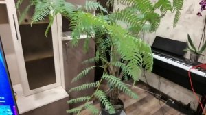 Новинки в Октябре/ Уход за Древовидным  огромным Папоротник, мои наблюдения.