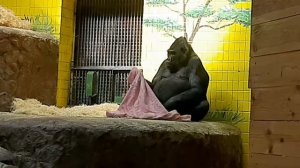 Горилла Тони в Киевском зоопарке играет с одеялом. Zoo gorilla.