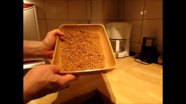 Как правильно прорастить пшеницу для еды?