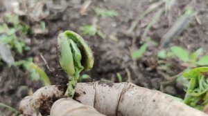 Почему фасоль плохо всходит и гниет