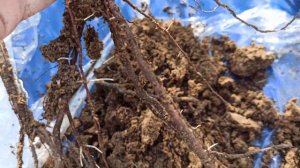 Розы из питомника "Розы Вдохновения" 🌹Обзор посылки с саженцами.