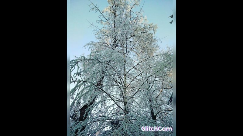 forest,sun and snow,️️️в солнечный день снежный лес