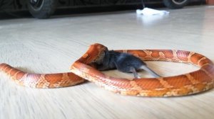 Кормление массового полоза живой мышью