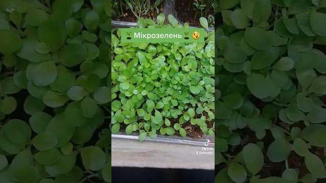 #microgreen #микрозелень #микрогрин #амарант #базилик #крессСалат #кинза #салатлатук #зелень #салат смотреть онлайн