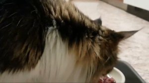 Витамины для кошек на натуральном питании: какие, сколько, зачем