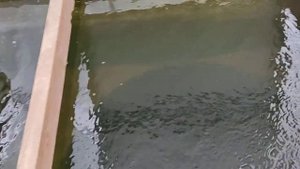 Хранение живца зимой..