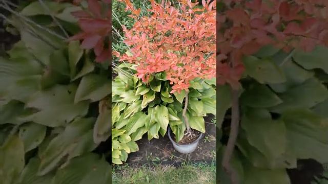 Лагерстремия индийская осенью | Lagerstroemia indica in autumn