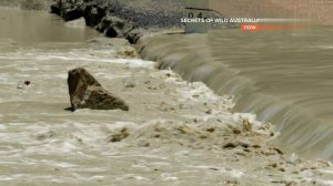 Тайны дикой природы Австралии Крокодилы