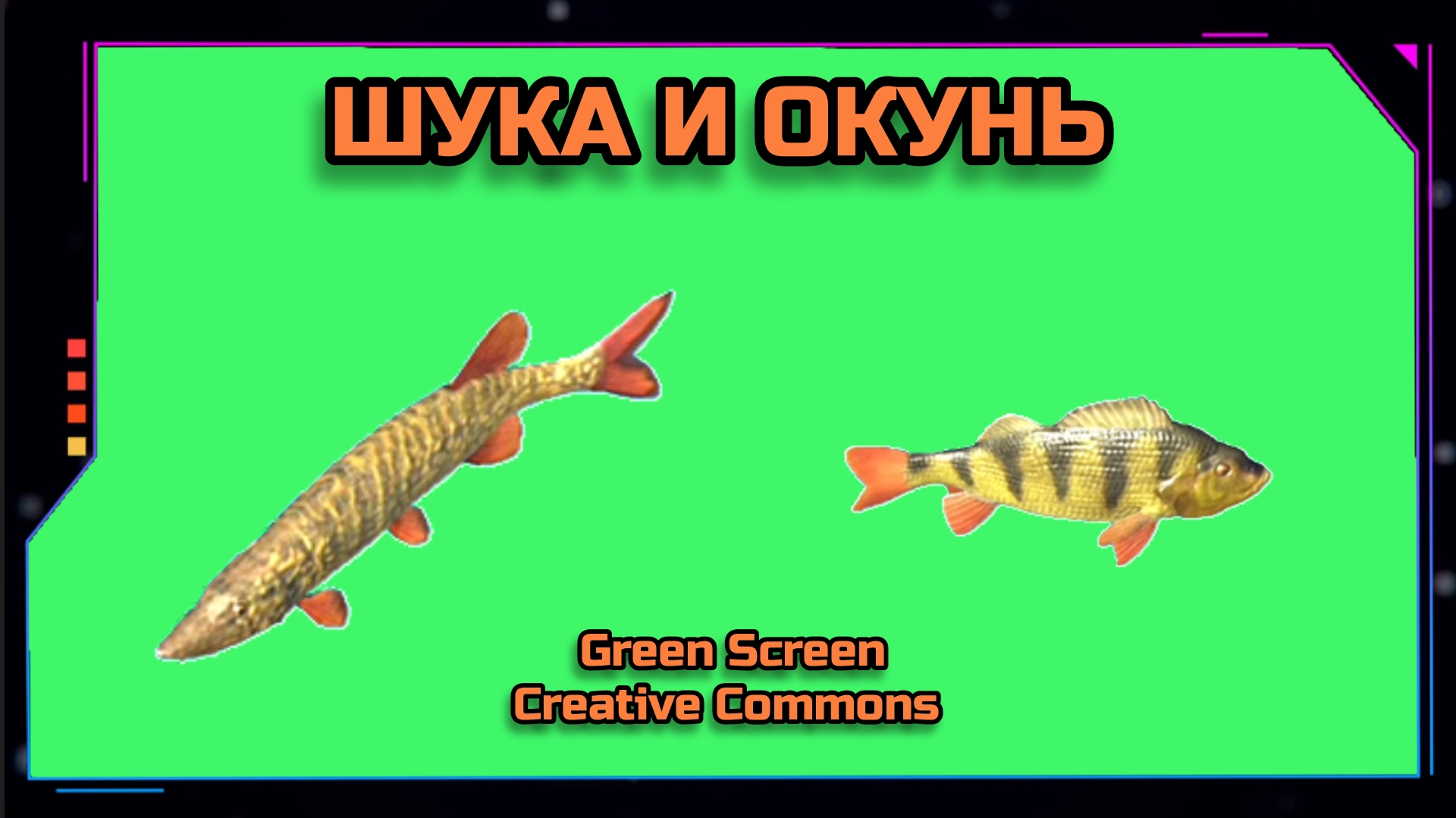 ЩУКА И ОКУНЬ видео Green Screen футаж. ХРОМАКЕЙ АНИМАЦИЯ на зелёном фоне