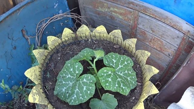 Начала ремонт в прихожке,работаю в огороде! смотреть онлайн