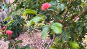 Red powder puff (Calliandra haematocephala) / Raspberry-like flower buds / No insect problems