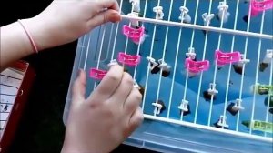 Как рождаются бабочки?