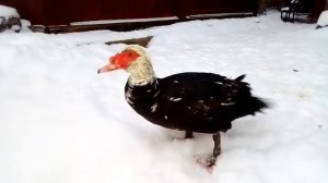 Утки и цесарки зимой. #башкирская_утка #цесарка #мускусная_утка