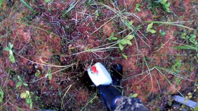 Сбор клюквы 2020год. смотреть онлайн