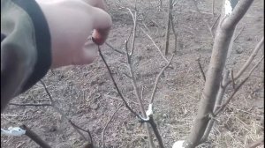 ОБРЕЗКА /// Принцип интенсивной обрезки в саду